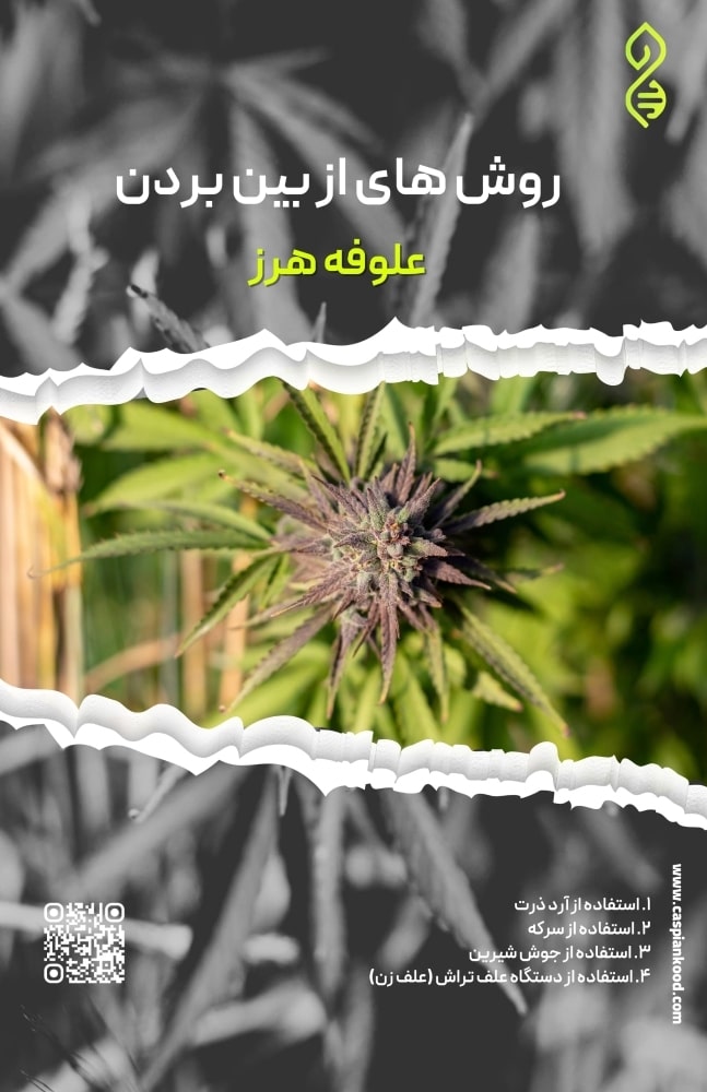 https://www.caspiankood.com/تازه