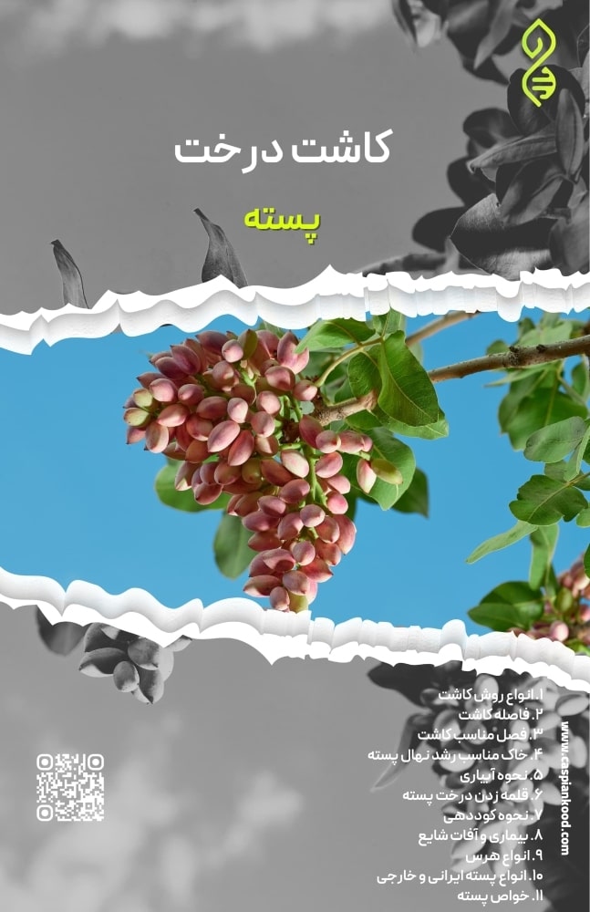 https://www.caspiankood.com/تازه